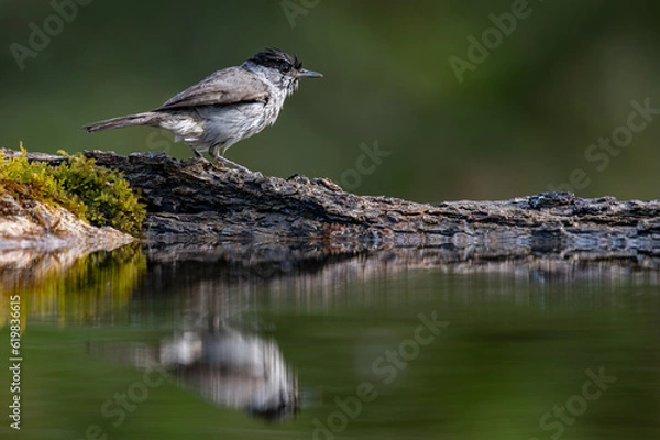 Obraz Male Blackcap bathing in a reflection pool of water in a pond