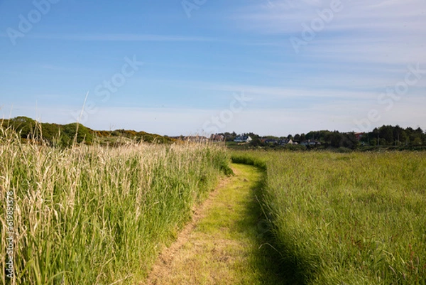 Fototapeta A cut grass path winds through a meadow with long grass on one side and shorter grasses on the other. Very rustic and natural feel. for a countryside hike.