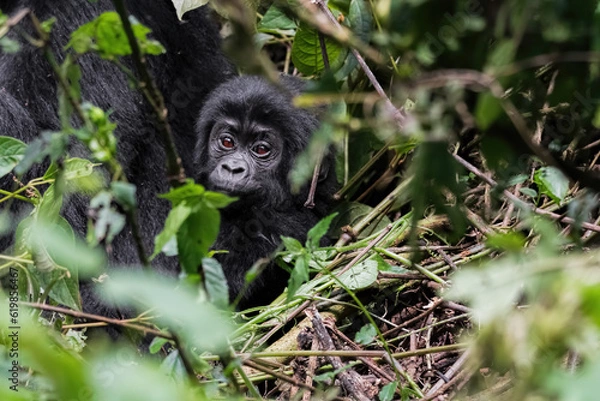 Obraz Mountain Gorilla