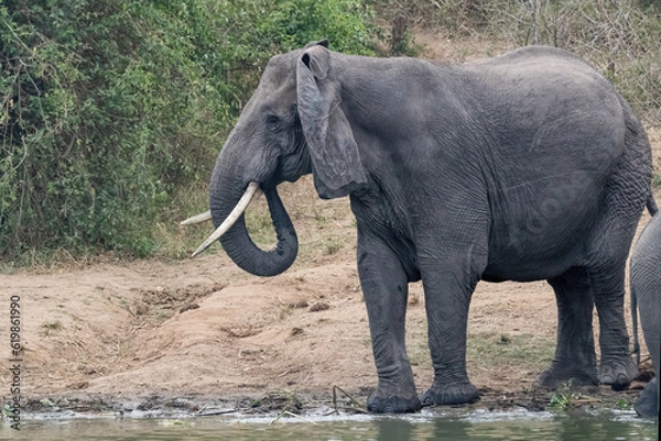Obraz African Elephant