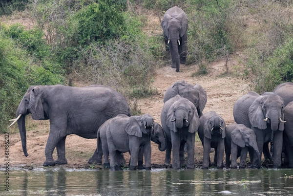 Obraz African Elephant