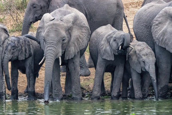 Obraz African Elephant