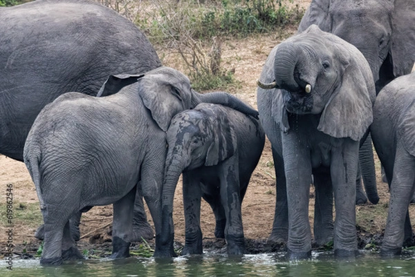 Obraz African Elephant