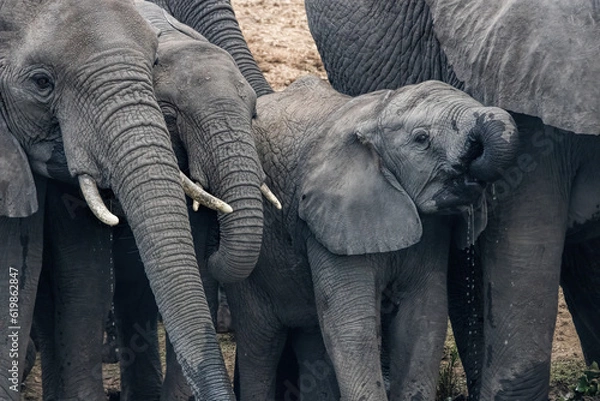 Fototapeta African Elephant