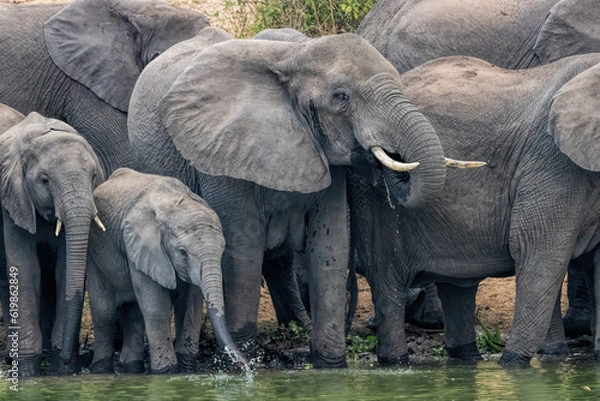 Obraz African Elephant