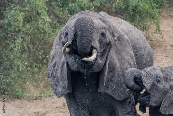 Obraz African Elephant