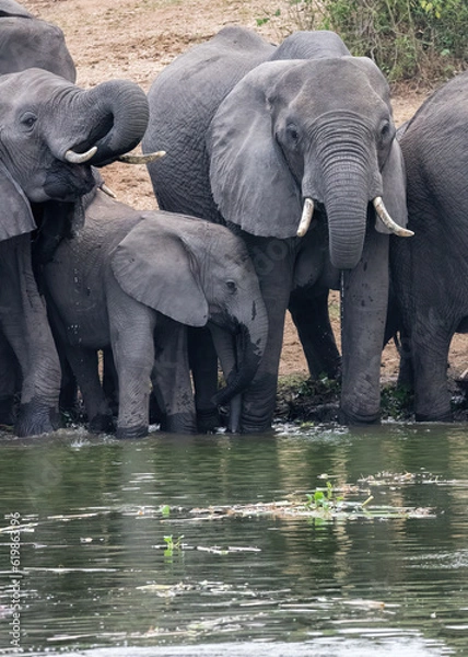 Obraz African Elephant