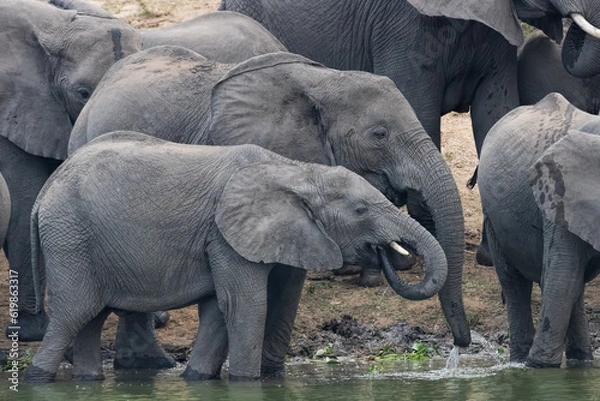 Obraz African Elephant