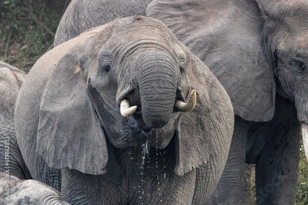 Obraz African Elephant