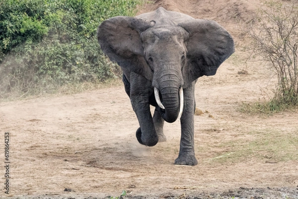 Obraz African Elephant