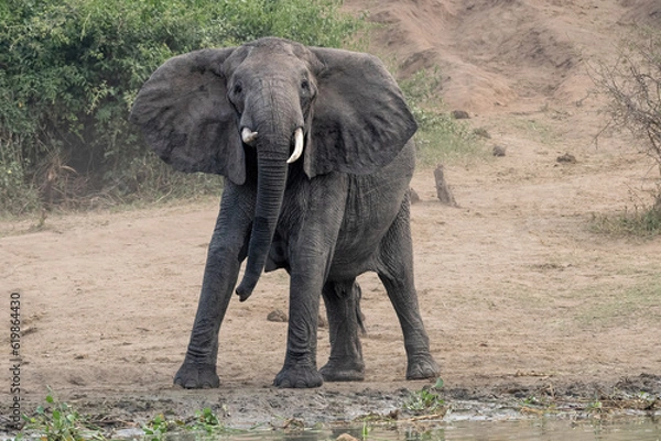 Obraz African Elephant