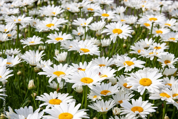Obraz Lots of daisies