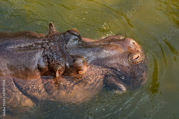 Fototapeta Top view of the head of a hippopotamus swimming in the water. Close up.