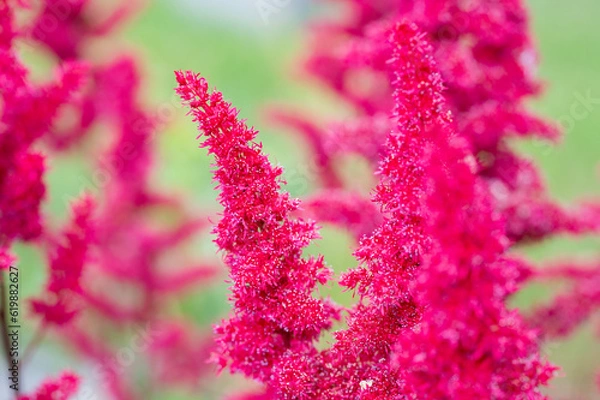 Obraz Beautiful flower