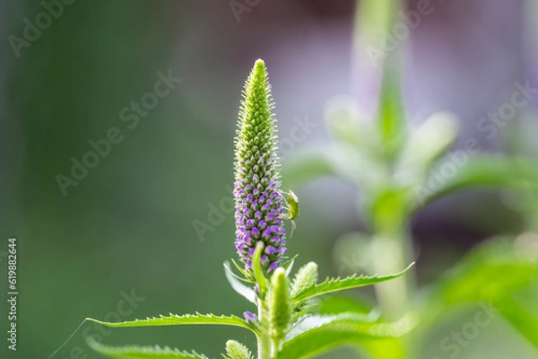 Obraz Beautiful flower