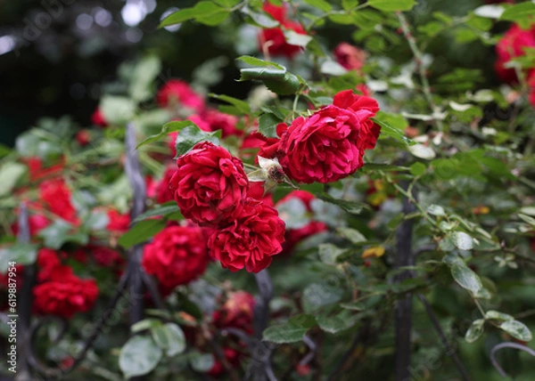 Fototapeta A bush of red roses. In the summer there are many red roses, they are already overripe. Beauty at home and joy for a woman. A gift for March 8 or St. Valentine's Day