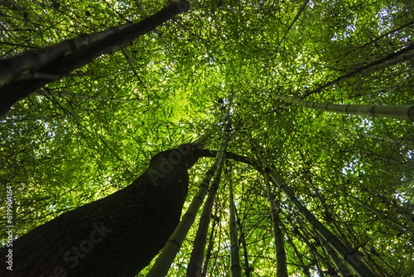 Fototapeta Bambú y roble