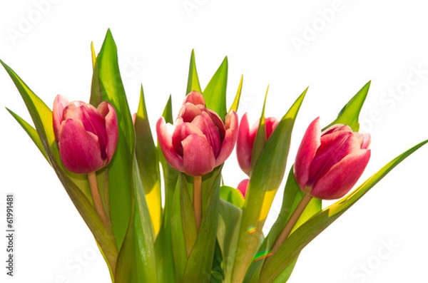 Fototapeta pink tulips