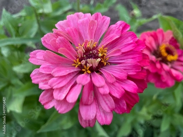 Obraz bee on pink flower