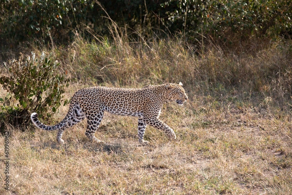 Fototapeta Leopard Walking in Grass