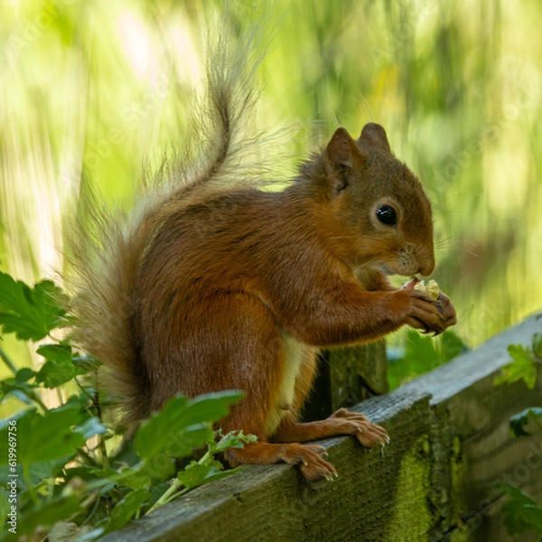 Obraz Rare British species Red Sauirrel.
