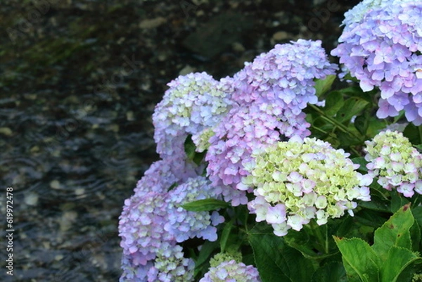 Fototapeta 水辺のアジサイ（高知県　土佐市　加茂川親水公園）