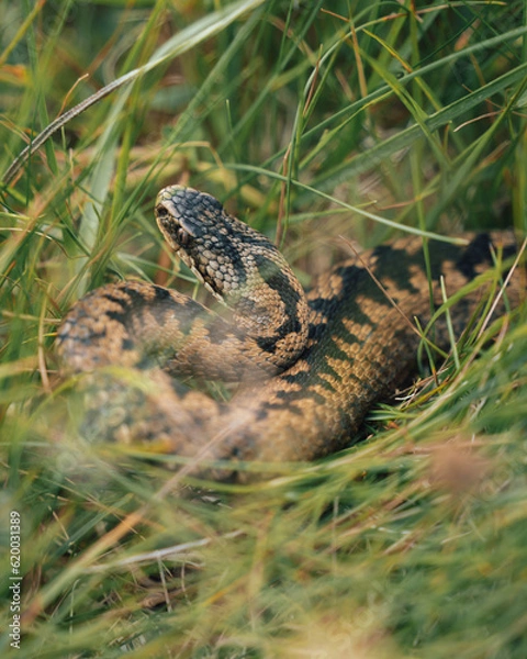 Fototapeta Close-up of wild adder snake in Scottish grass.