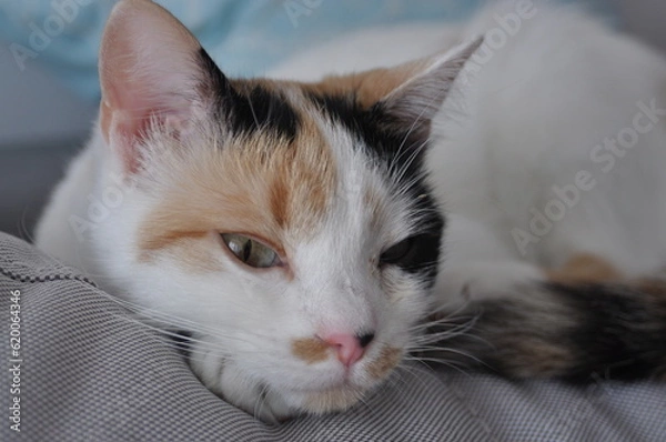 Fototapeta Nostalgic cat