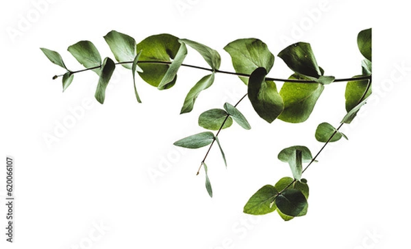 Fototapeta Minimal eucalyptus green leaves on transparent background. tropical foliage plant twigs with various shapes of leaves.