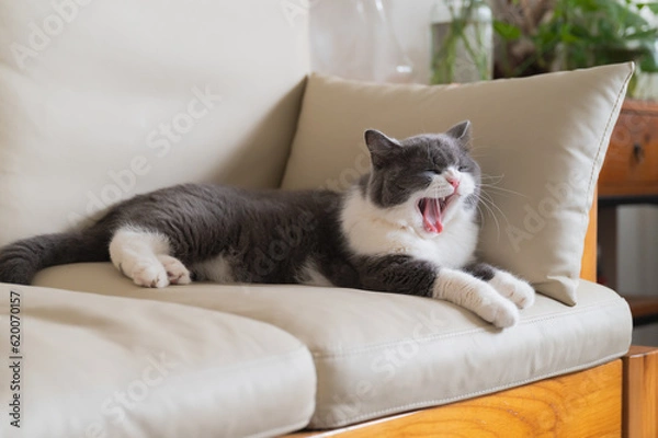 Obraz British shorthair cat resting on sofa