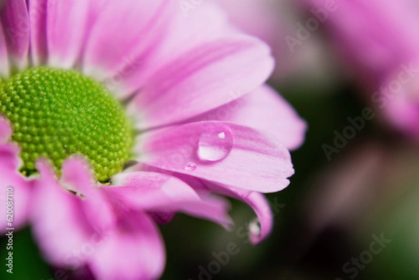 Fototapeta Pink flower with a drop of water on the petals 