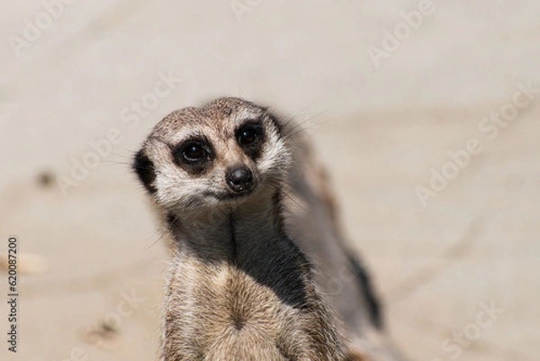 Fototapeta Meerkat mongoose on the look-out in the sun