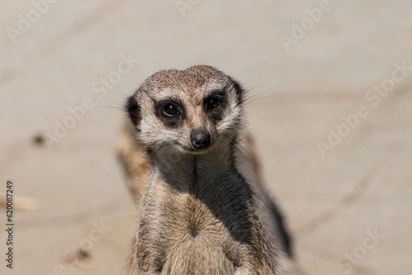 Fototapeta Meerkat mongoose on the look-out in the sun