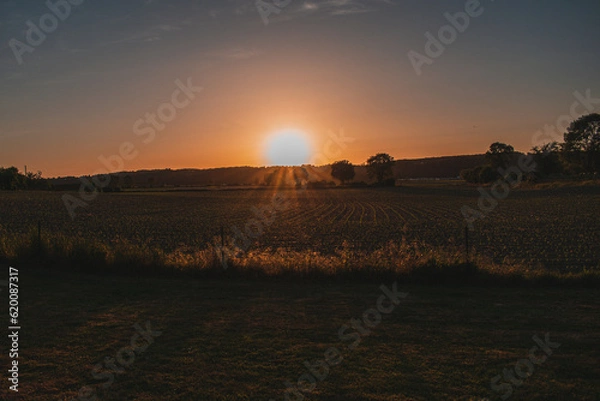Fototapeta Sunset in the French fields in the countryside during summer