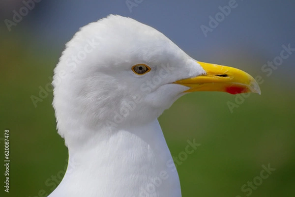 Fototapeta Close-up of a white seagull looking into the camera with a green landscape and the sea in the background