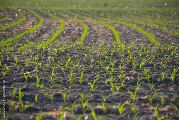 Fototapeta Crops growing in the field in the countryside of France