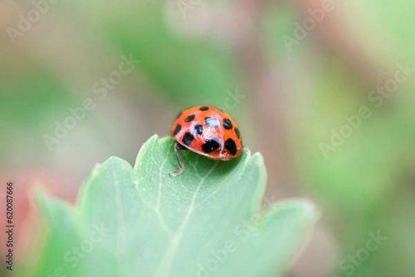 Fototapeta Ladybug beetle on a green leaf in spring