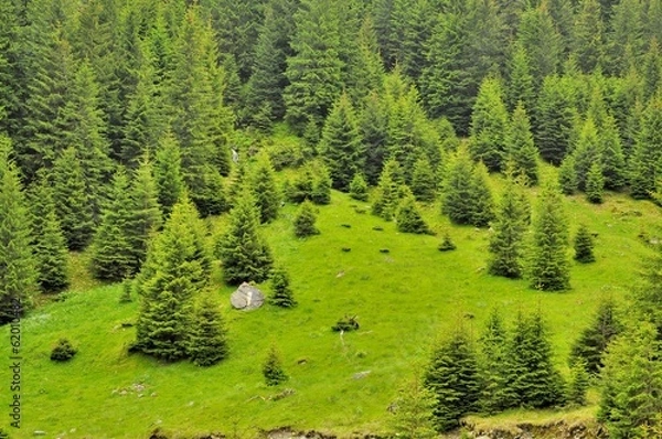 Obraz Beautiful mountains landscape with pine trees