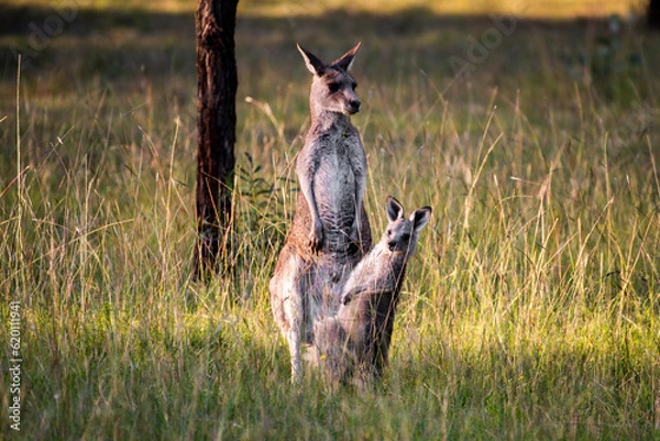 Obraz Kangaroo mum with a baby