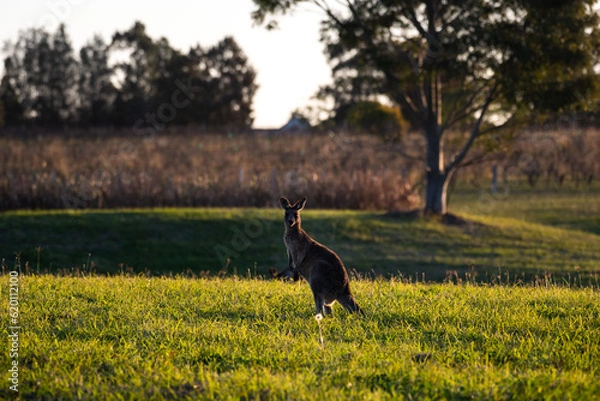 Obraz Kangaroo with a tree Hunter Valley