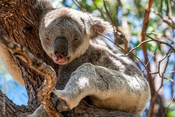 Obraz koala bear sleeping in a tree