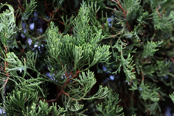 Obraz close up of a green christmas pine needles