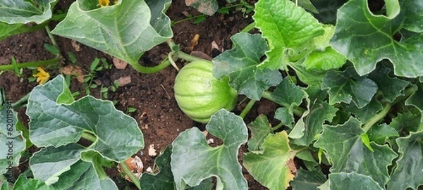 Obraz apples on a tree