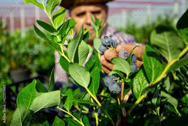 Obraz Farmer picking fresh blueberries on a farm.