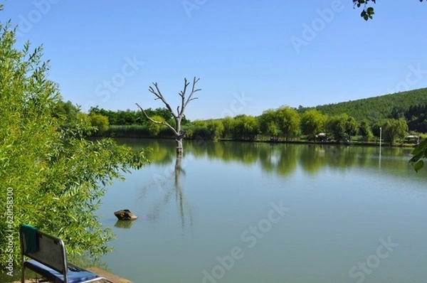 Fototapeta Water tree