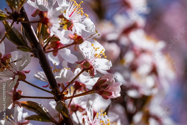 Obraz Blooming cherry tree in springtime. Season specific. 