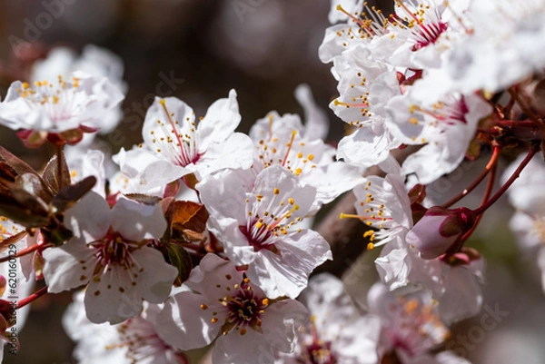 Obraz Blooming cherry tree in springtime. Season specific. 
