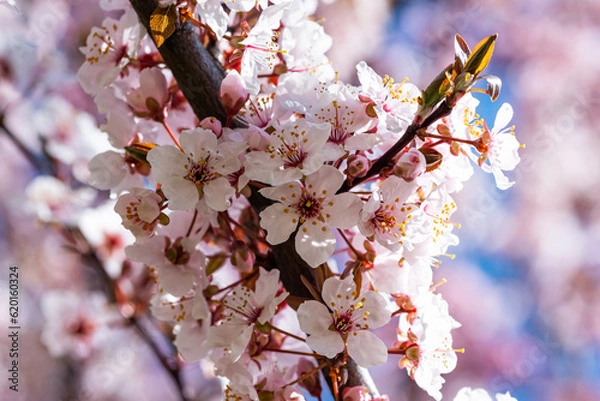 Obraz Blooming cherry tree in springtime. Season specific. 