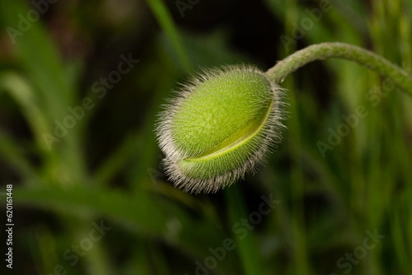 Obraz Closed fresh and green poppy flower bud.
