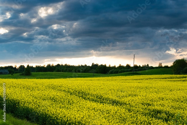 Obraz Yellow rapeseed field and the stormy sky with a small amount of sunlight.